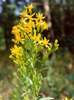 Tsa Solidago Virgaurea 50 Ml - Lovesano