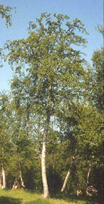 Msa Betula Pubescens 50 Ml - Lovesano