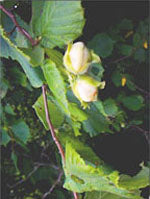 MSA CORYLUS AVELLANA 50ML - Lovesano
