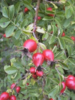 MSA ROSA CANINA 50ML - Lovesano