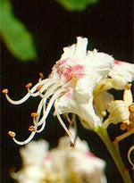 MSA AESCULUS HIPPOCA 50ML - Lovesano