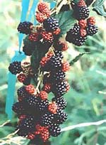 Msa Rubus Fructicosu 50 Ml - Lovesano