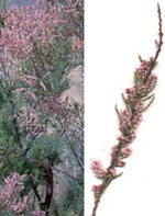 MSA TAMARIX GALLICA 50ML - Lovesano