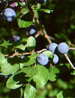 MSA PRUNUS SPINOSA 50ML - Lovesano