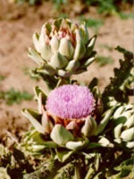 TSA CYNARA SCOLYMUS 50ML - Lovesano