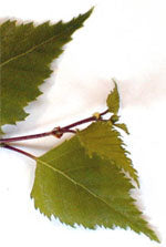 MSA BETULA VERRUCOSA 50ML - Lovesano
