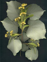 MSA TILIA TOMENTOSA 50ML - Lovesano