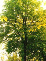 TSA TILIA EUROPEA 50ML - Lovesano