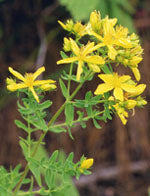 TSA HIPERICUM PERFORATUM 50ML - Lovesano