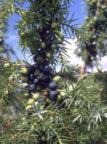 Msa Juniperus Commun 50 Ml - Lovesano