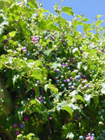 Msa Ampelopsis Weitc 50 Ml - Lovesano