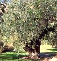 MSA OLEA EUROPEA 50ML - Lovesano