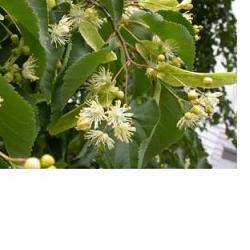 EIE TIGLIO 30ML GTT - Lovesano