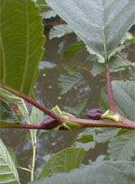 MSA ALNUS GLUTINOSA 50ML - Lovesano