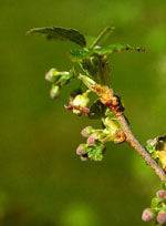 MSA RIBES NIGRUM 50ML - Lovesano