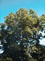 MSA FRAXINUS EXCELS 50ML - Lovesano