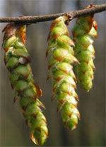 MSA CARPINUS BETULUS 50ML - Lovesano