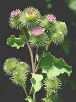 TSA ARCTIUM LAPPA 50ML - Lovesano