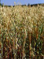 TSA AVENA SATIVA 50ML - Lovesano