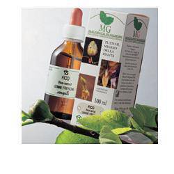 BETULA VERRUCOSA 100ML MG - Lovesano