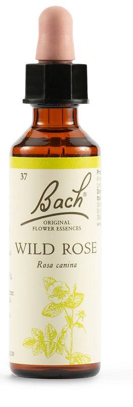WILD ROSE BACH ORIG 20ML - Lovesano