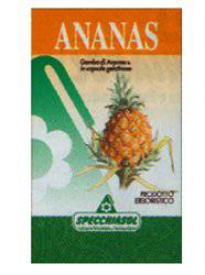 ANANAS Gambo 80 Cps - Lovesano
