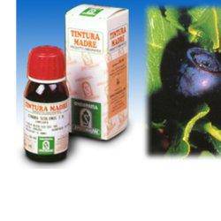 MIRTILLO 31 50ML TM - Lovesano