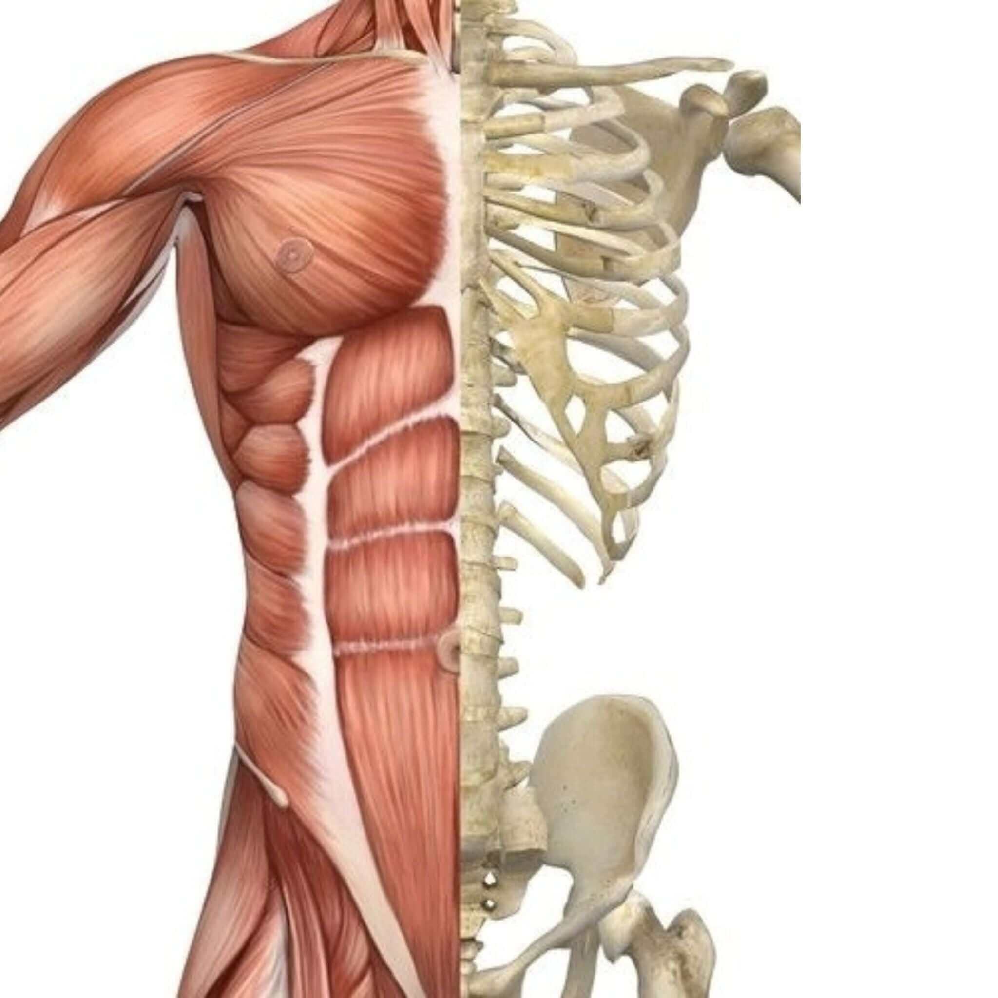 Muscoli, Articolazione e Ossa