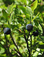 Tsa Vaccinium Myrtillus 50 Ml - Lovesano 