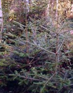MSA ABIES PECTINATA 50ML - Lovesano 