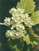 TSA CRATAEGUS OXYCANTHIA 50ML - Lovesano 