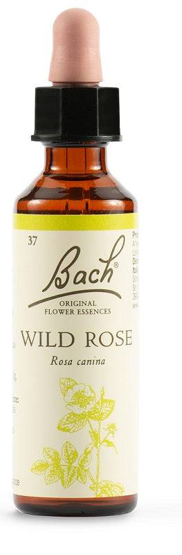 WILD ROSE BACH ORIG 20ML - Lovesano 